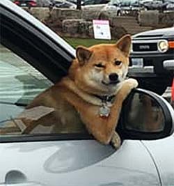 dog hanging out of car window