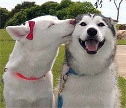 Dogs kissing