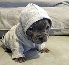Tiny dog with a doggy hoodie on