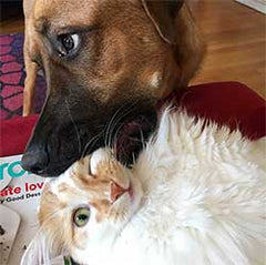 A dog chewing on a cat's face lovingly
