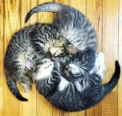 3 cats making a spiral