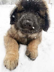 cute puppy in the snow