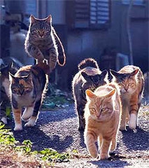 5 cats on a mission