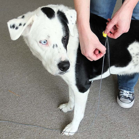 Chloe the test dog getting measured