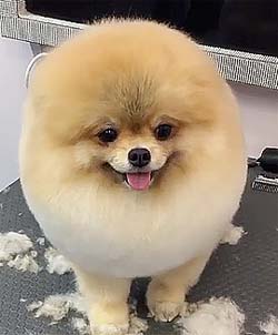 dog with funny haircut