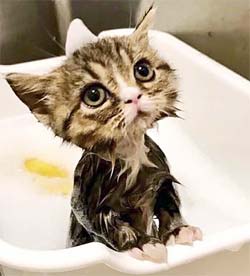 kitten in the bath
