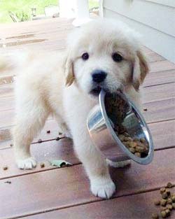 puppy carrying his food bowl