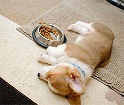 Westie sleeping next to food bowl