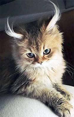 cat with two inch ear hair