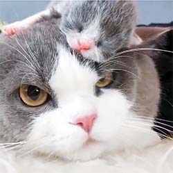 cat with newborn kitten sleeping on her head