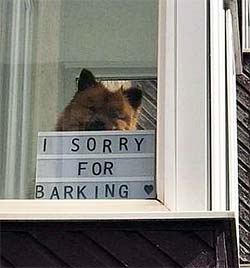 dog with I'm Sorry For Barking sign