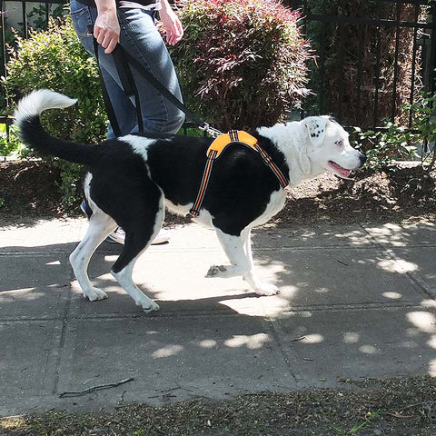 Walking the dog on the harness