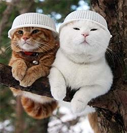 cats in a tree with bowls on their heads?