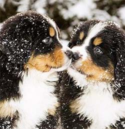 bernese mountain dog puppies