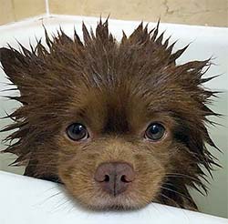 dog with spiky wet hair