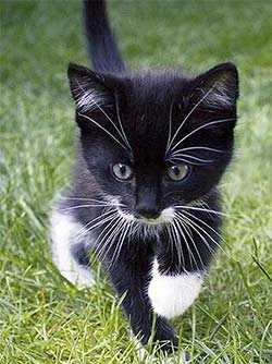 kitten playing in the grass