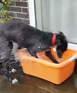 dog playing in a bucket of water