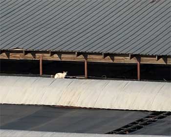 Cat on the roof of a warehouse