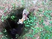 Dog being hoisted out of a hole