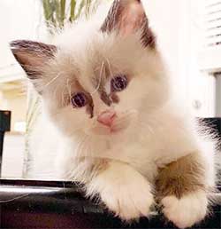 Cute, fuzzy cream colored kitten