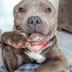 Pitbull showing off her nails like a human