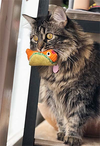 Cat holding its fish taco toy