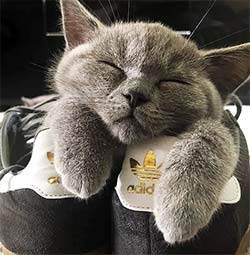 Cat sleeping on shoes