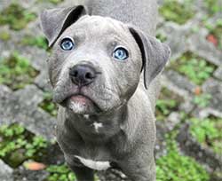 Grey dog with ice blue eyes