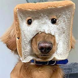 Dog with a bread slice face mask