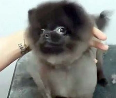 Cute fuzzy puppy