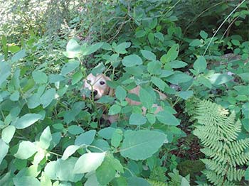 dog hiding in the ferns