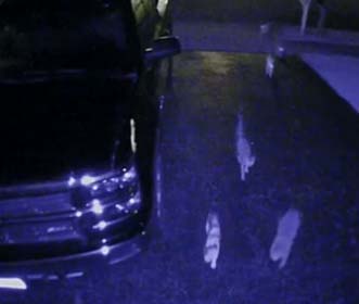 neighborhood cats caught on the security cam