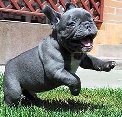 wrinkly puppy running