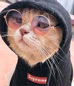 cat with sunglasses and a hoodie