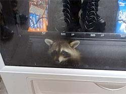 racoon in a food vending machine