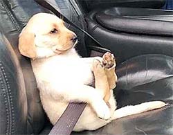 puppy in a seatbelt sitting like a human