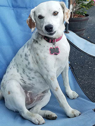 cute dog in a chair