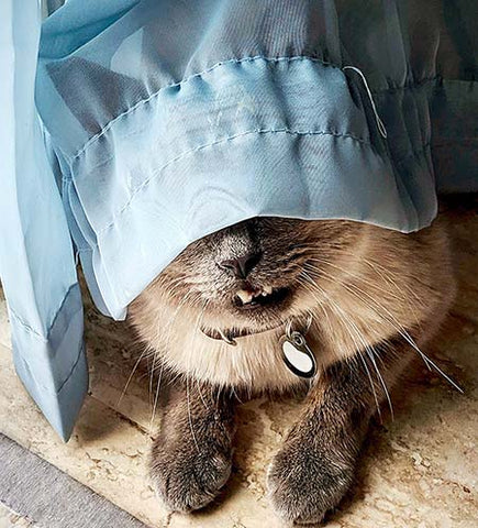 cat hiding behind a curtain