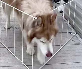 Malamute behind a gate