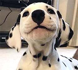 Dalmation puppy smiling with wrinkly lips