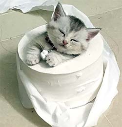 tiny kitten in a toilet paper roll's center