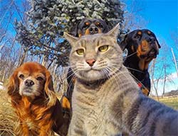 a cat taking a selfie of he and his dog friends