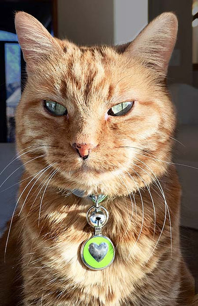 Orange kitty wearing LuckyPet lime green tag