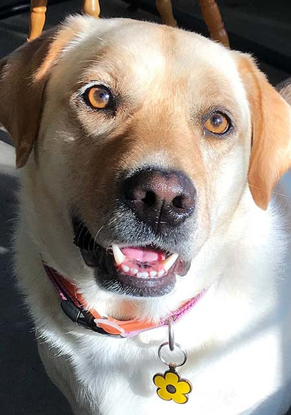 Yellow Lab wearing a LuckyPet yellow daisy ID tag