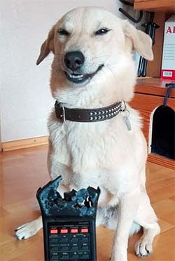Dog proud of his work chewing up the remote