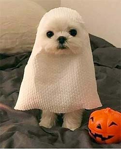 Dog in a papertowel ghost costume