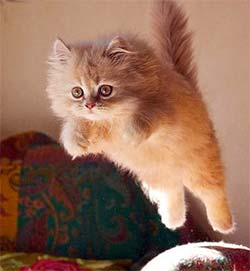 Fluffy kitten flying through the air