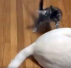 kitten swatting a dog's tail