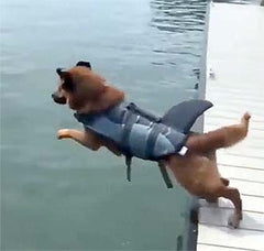 Dog jumping into water