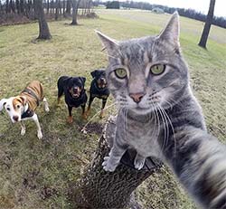 cat taking selfie of her and dog pals